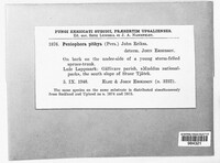 Peniophora pithya image
